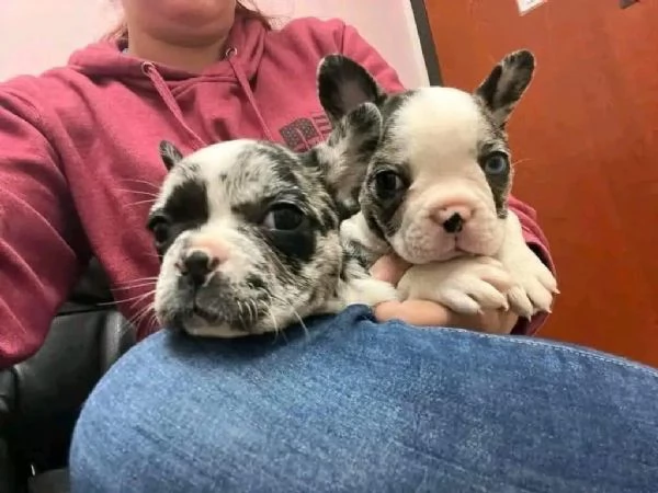 Regalo cucciolata di bouledogue francese