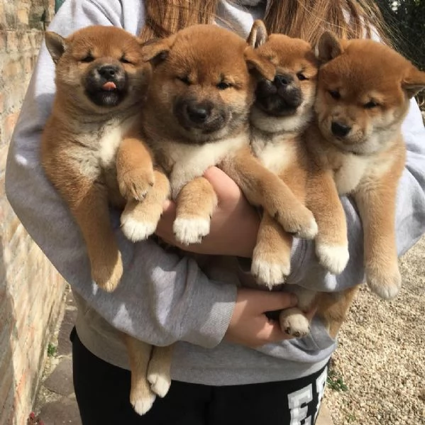 regalo Shiba Inu cuccioli disponible per ladozione