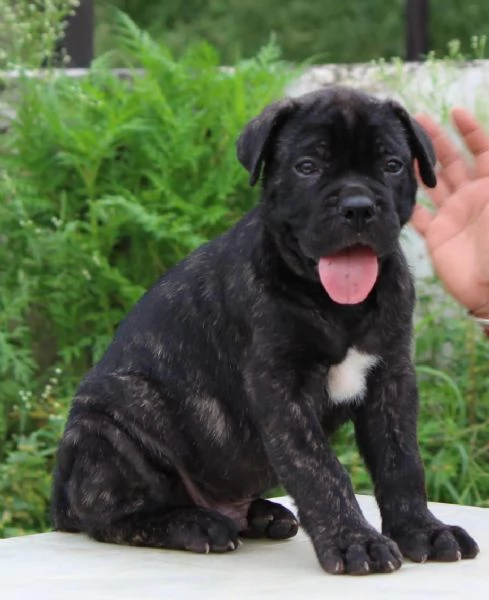 Vendo cuccioli di cane corso