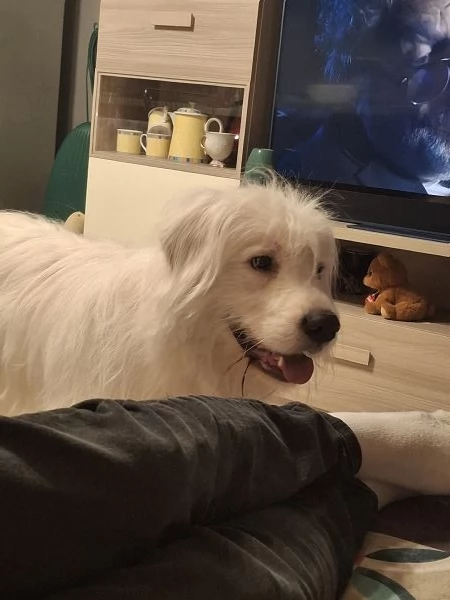 Regalo cane simil maremmano  | Foto 3