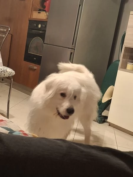 Regalo cane simil maremmano  | Foto 1