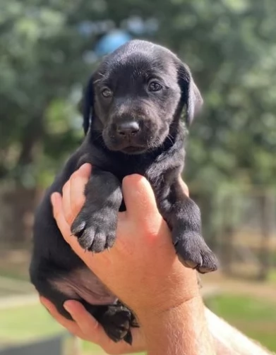 Bellissimi cuccioli di Labrador | Foto 1