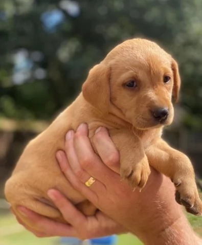 Bellissimi cuccioli di Labrador | Foto 0