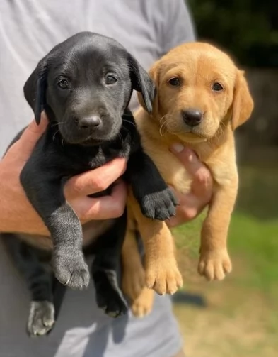 Bellissimi cuccioli di Labrador