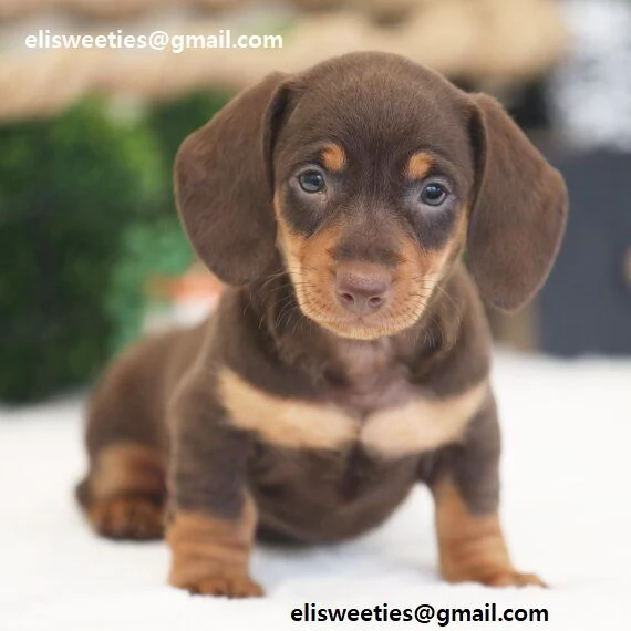 adorabili cuccioli bassotto femminucce e maschietti disponibili i cuccioli sono vaccinati sverminati | Foto 0