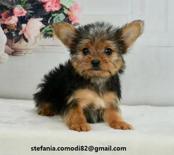 disponibili cuccioli di Yorkshire Terrier per adozione i cuccioli verranno consegnati con microchip 