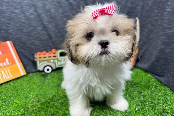 Shih tzu Macy