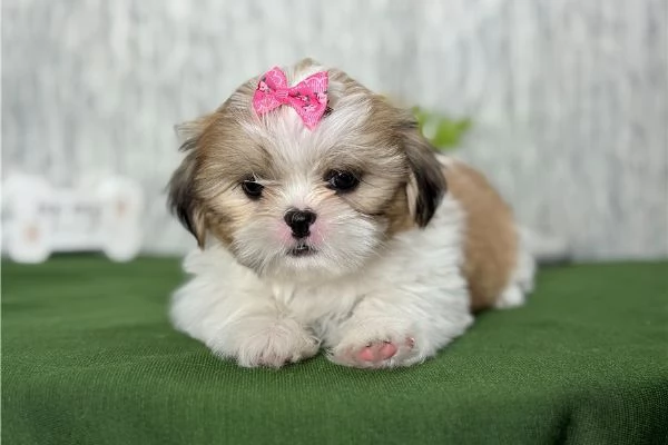 Shih tzu Macy | Foto 0