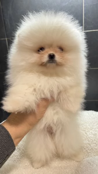 Pomeranai Spitz Toy nano 