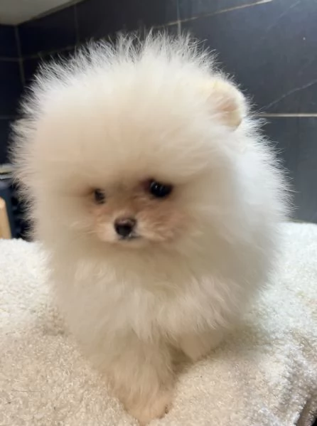 Pomeranai Spitz Toy nano  | Foto 4