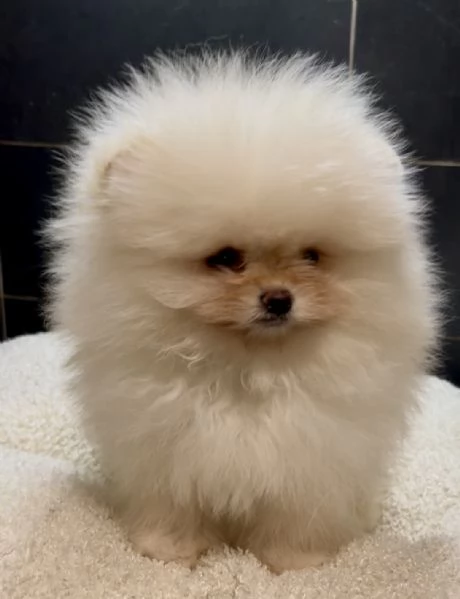 Pomeranai Spitz Toy nano  | Foto 3
