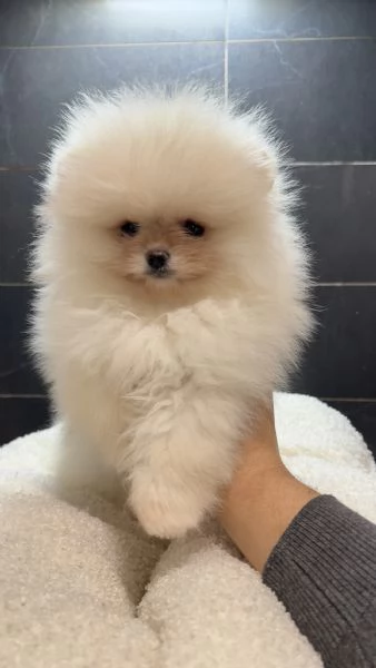 Pomeranai Spitz Toy nano  | Foto 2