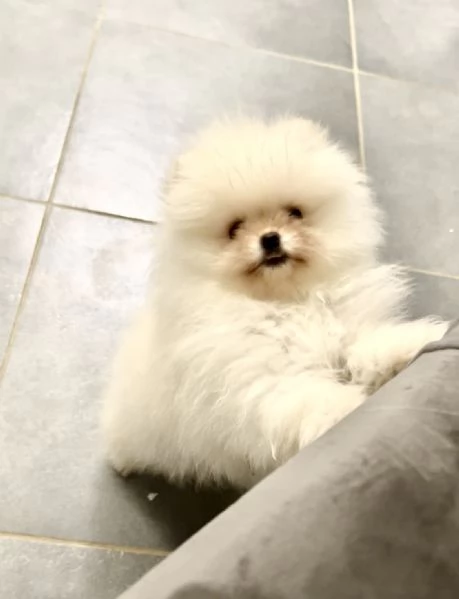 Pomeranai Spitz Toy nano  | Foto 1