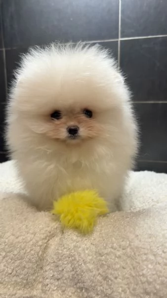 Pomeranai Spitz Toy nano  | Foto 0