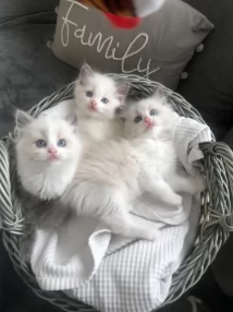 Adorabili gattini Ragdoll