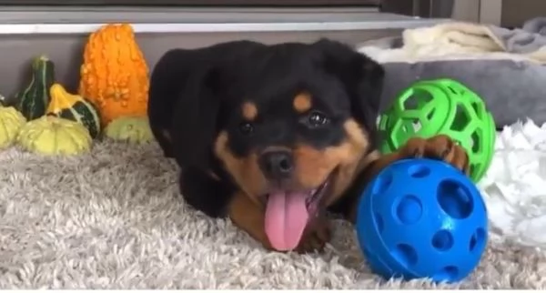 Rottweiler cuccioli maschio e femmina