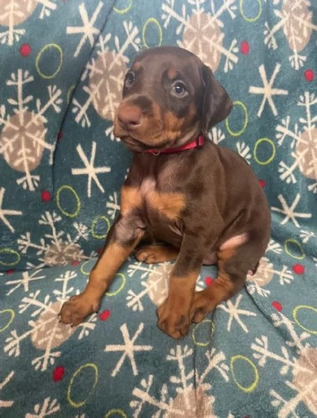 Regalo Dobbermann cuccioli maschio e femmina | Foto 0