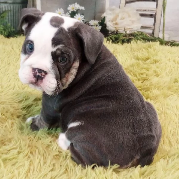 Dolce Bulldog ingress  cuccioli maschio e femmina