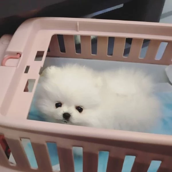 Regalo Pomeranian  toy cuccioli maschio e femmina