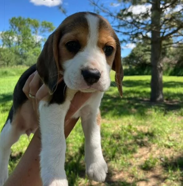 Regalo Beagle cuccioli maschio e femmina | Foto 0