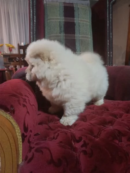 Regalo Chow Chow cuccioli maschio e femmina