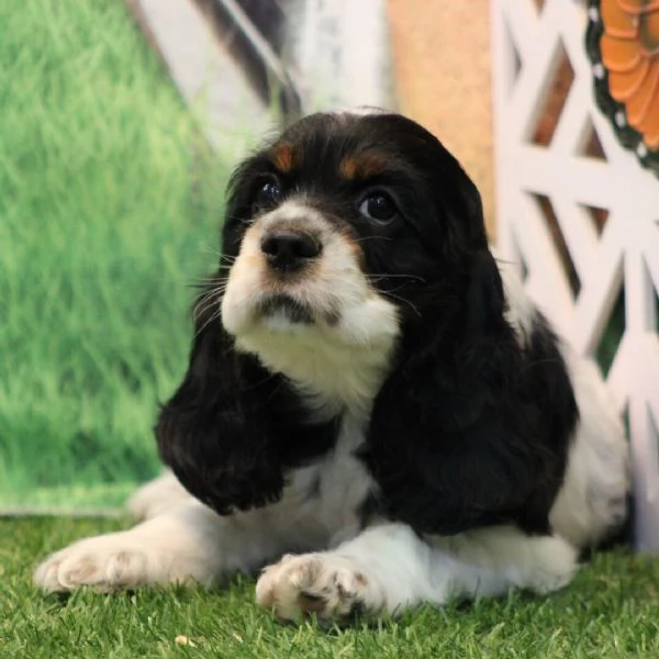 Regalo Cocker spaniel cuccioli maschio e femmina