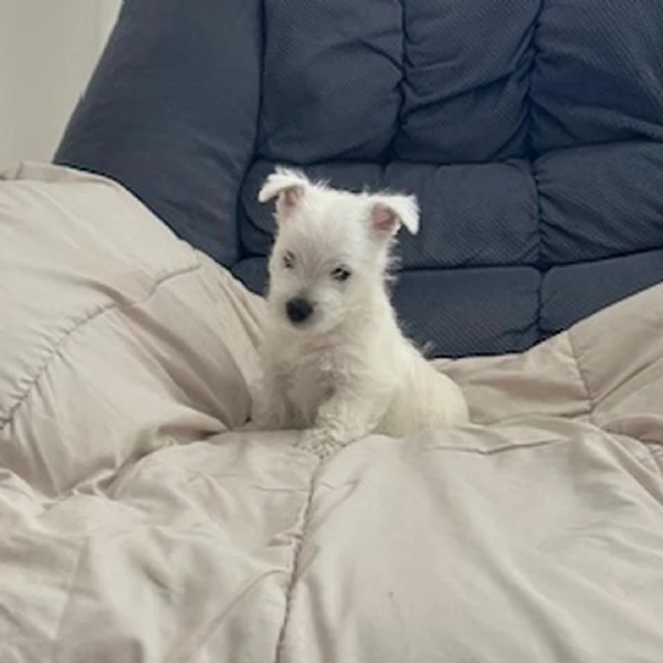 West Highland White Terrier cuccioli maschio e femmina