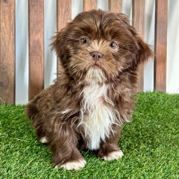 Maltipoo cuccioli maschio e femmina