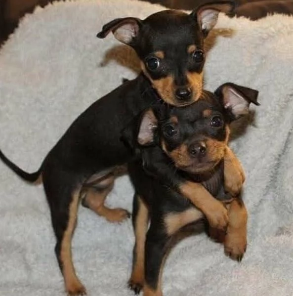 Regalo Pinchers cuccioli maschio e femmina