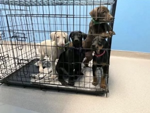 Regalo 2mesi e 4mesi Dobbermann disponibili cuccioli maschio e femmina | Foto 3