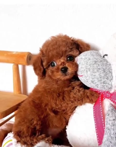 Barboncino toy cuccioli maschio e femmina