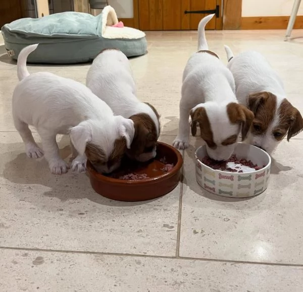 Jack Russell cuccioli maschio e femmina