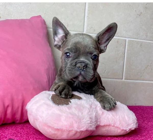 Bulldog Francese cuccioli maschio e femmina | Foto 0