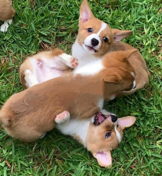 Welsh Corgi cuccioli maschio e femmina | Foto 0
