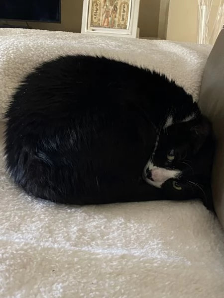 Cerco casa per due gattini | Foto 6