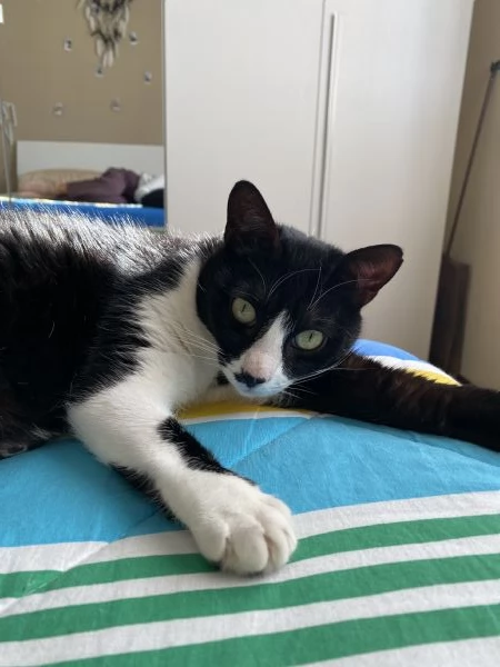 Cerco casa per due gattini | Foto 0