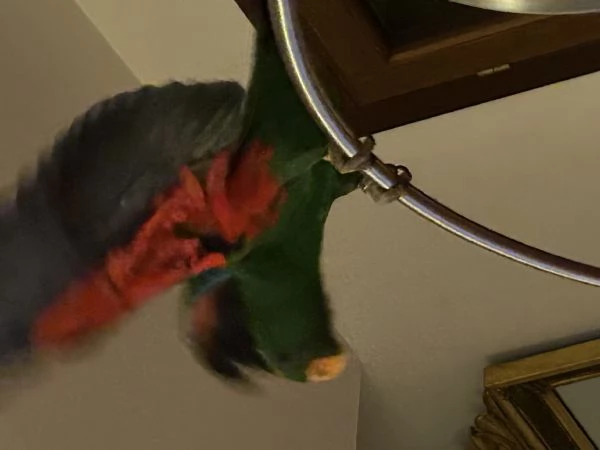 Pappagallo Eclepto maschio