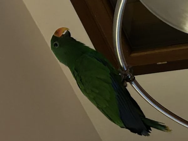 Pappagallo Eclepto maschio | Foto 3
