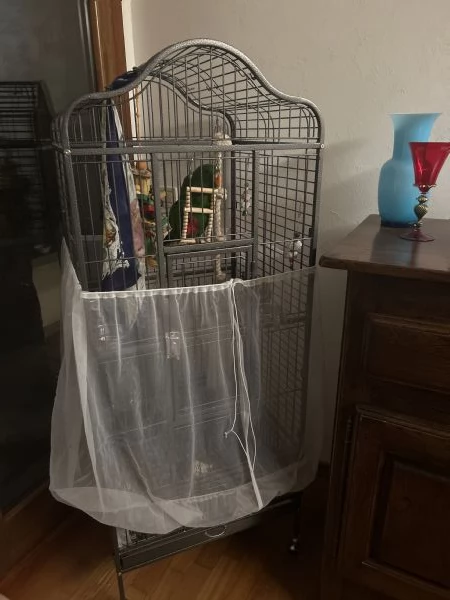 Pappagallo Eclepto maschio | Foto 2