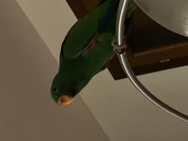 Pappagallo Eclepto maschio | Foto 1