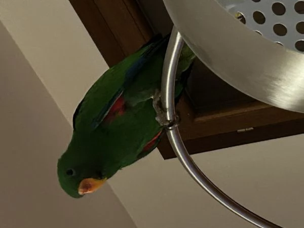 Pappagallo Eclepto maschio | Foto 0