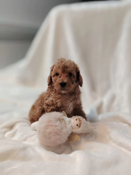 Cuccioli di Barboncino Nano con Pedigree | Foto 5