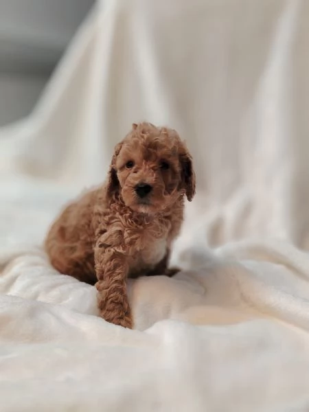 Cuccioli di Barboncino Nano con Pedigree | Foto 4