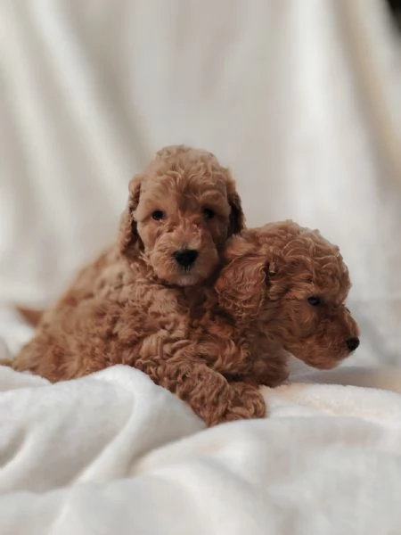 Cuccioli di Barboncino Nano con Pedigree | Foto 1