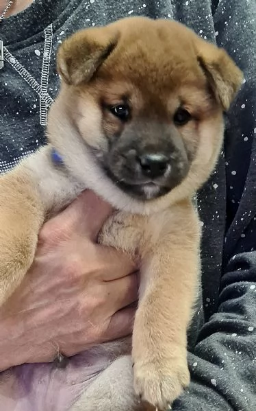 Vendo cuccioli di shiba  | Foto 4