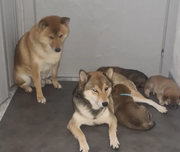 Vendo cuccioli di shiba  | Foto 2