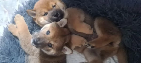 Vendo cuccioli di shiba  | Foto 0