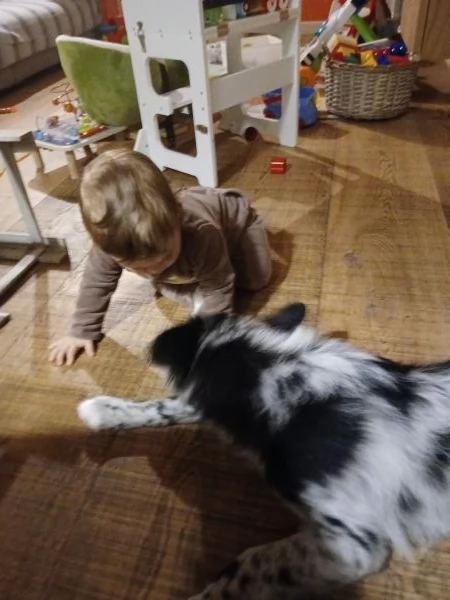 Regalo cucciola bellissima  | Foto 3