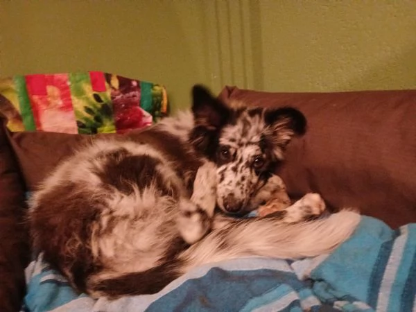 Regalo cucciola bellissima  | Foto 2