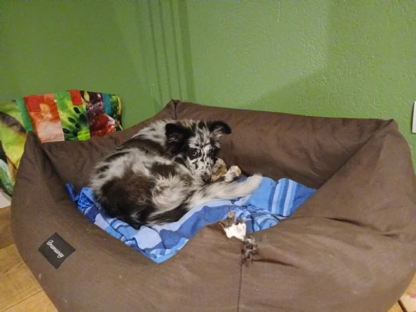 Regalo cucciola bellissima  | Foto 1